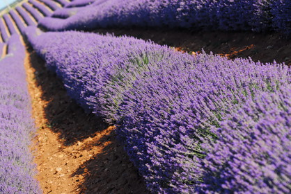Le plateau de Valensole (04) pour le conseil régional Provence Alpes Cote d'Azur