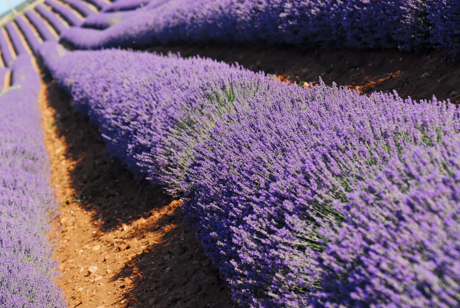 Le plateau de Valensole (04) pour le conseil régional Provence Alpes Cote d'Azur